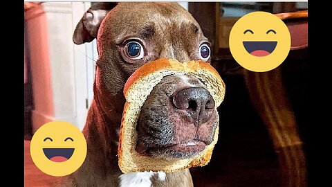 Animals Can't Stop Being Hilarious on the Internet