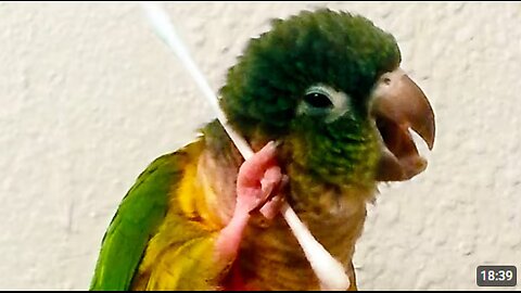 Funniest Birds Around the World