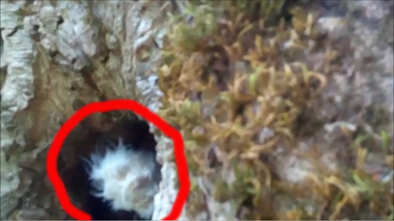 Dwarf was accidentally captured on camera in the forest. Strange creature