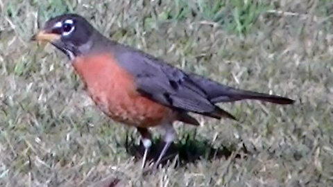IECV NV #759 - 👀 American Robin On The Fence🐤3-5-2019