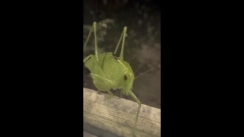 Hello mister grasshopper!