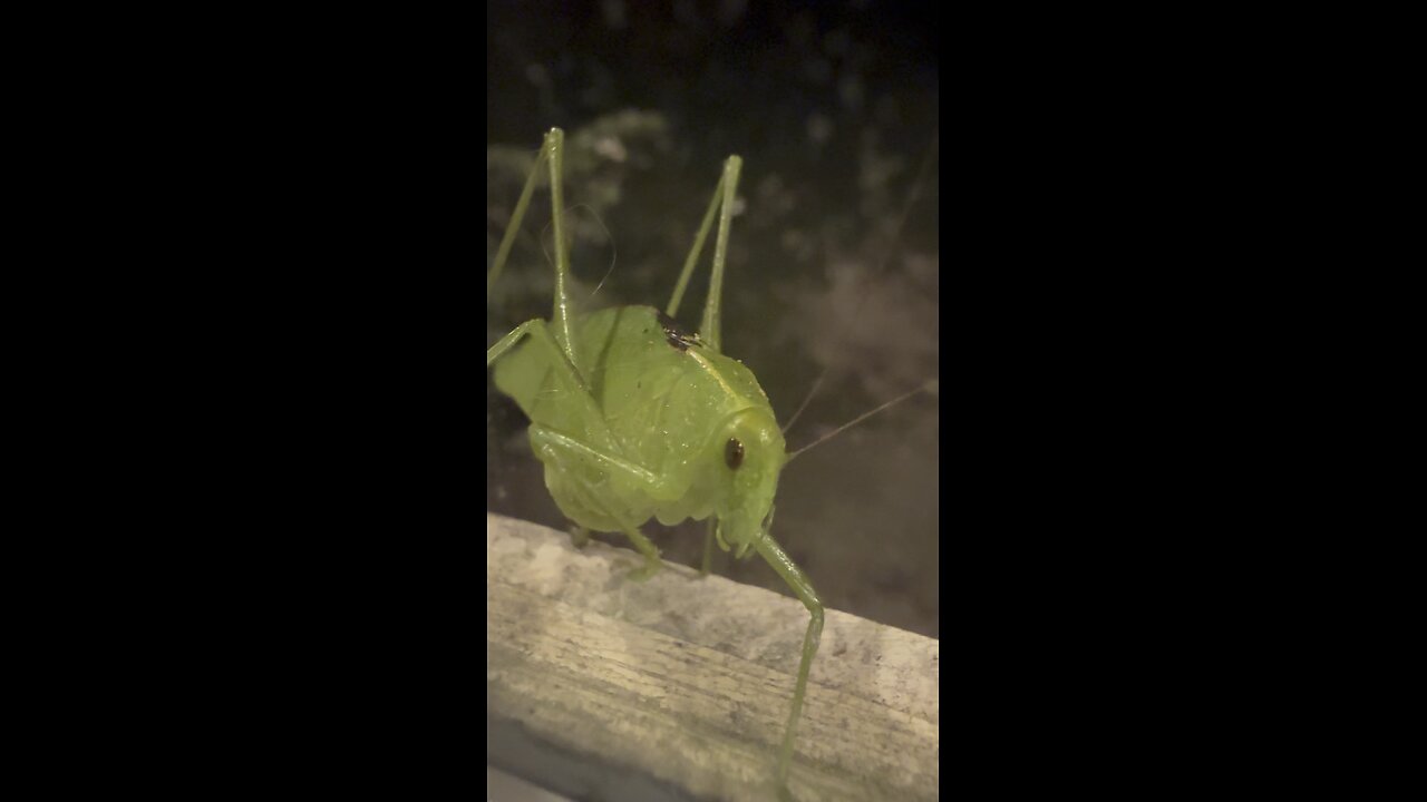Hello mister grasshopper!
