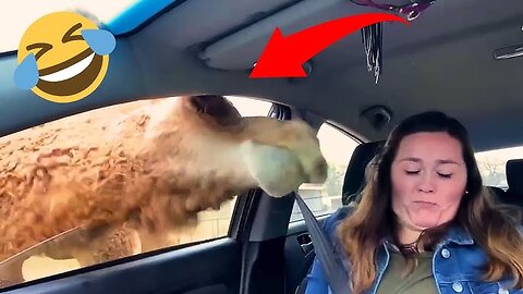 Dumb American Fails | Try Not To Laugh 🇺🇸