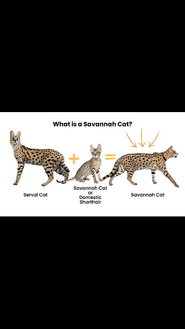 Most Expensive Cat Breeds (SHORT)