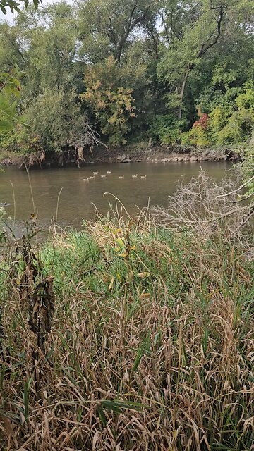 A Whole Gaggle of Ducks