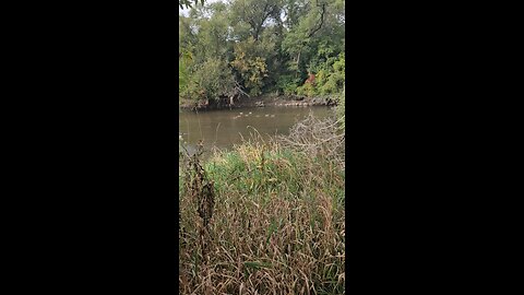 A Whole Gaggle of Ducks