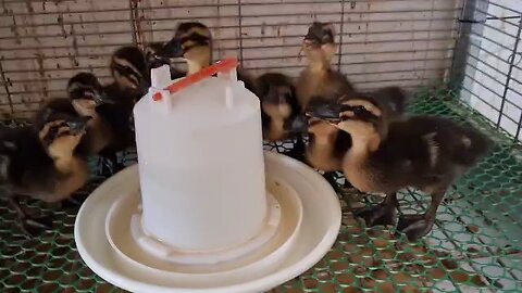 baby duck from france