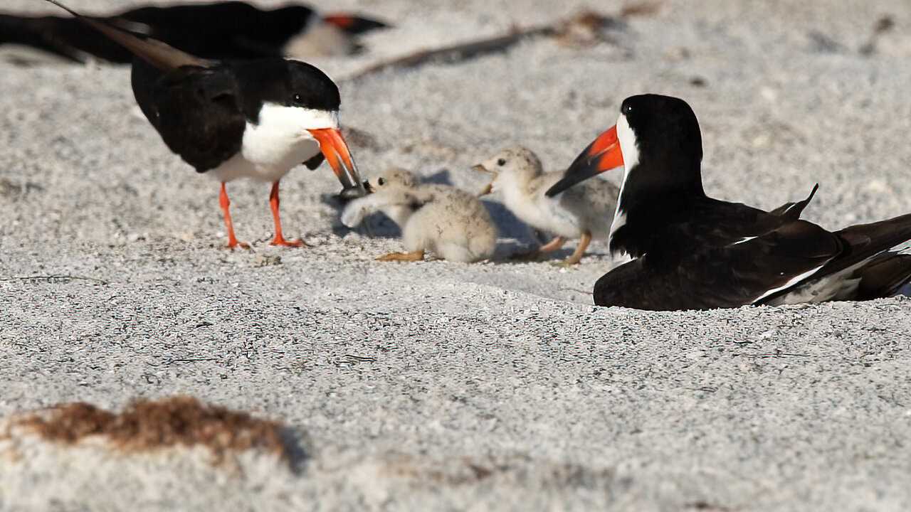 Clever Black Skimmer Chick Outwits Mean Sibling for Fish Prize!