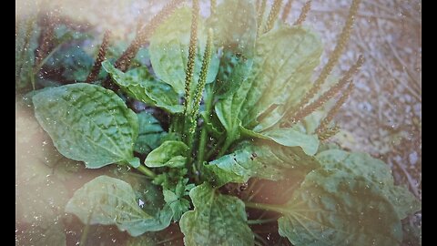 Herbs: Plantain