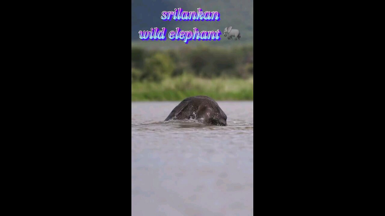 srilankan wild elephant bath