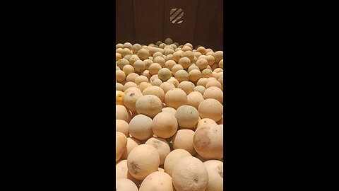 sweet very delicious muskmelon