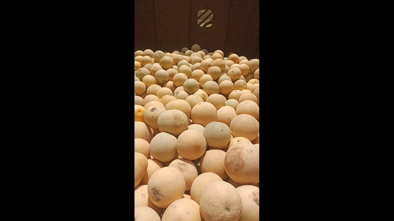 sweet very delicious muskmelon