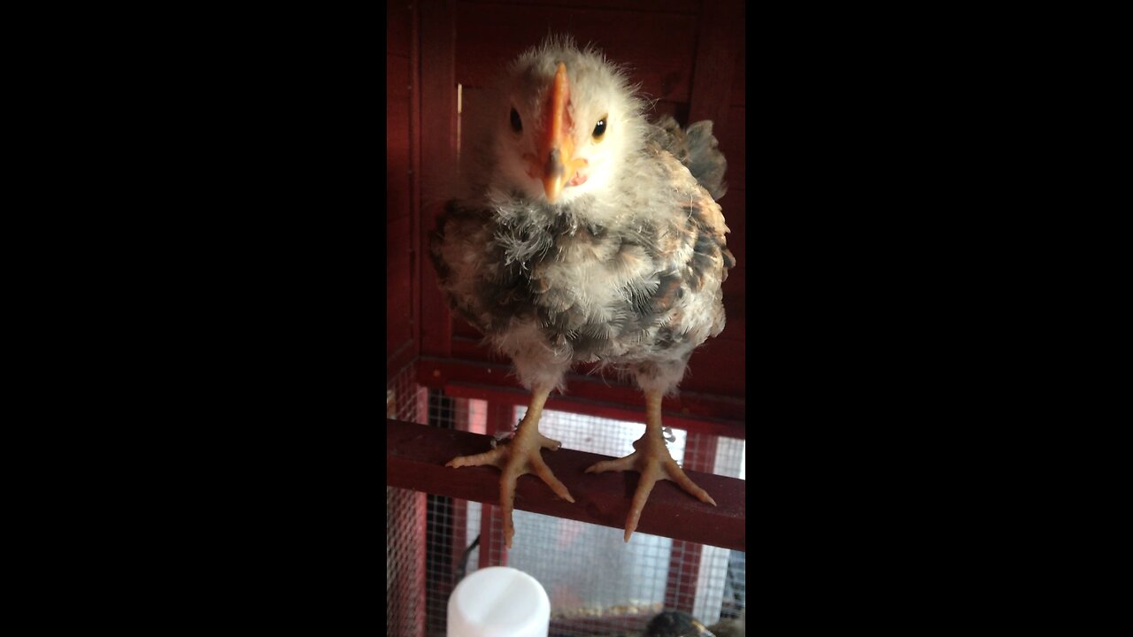 The babies I hatched
