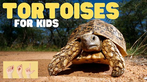ASL Tortoises for Kids