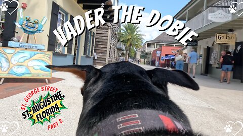 Doberman Sandwich Stroll: Vader’s Peanut Butter Adventure on St. George Street Part 2