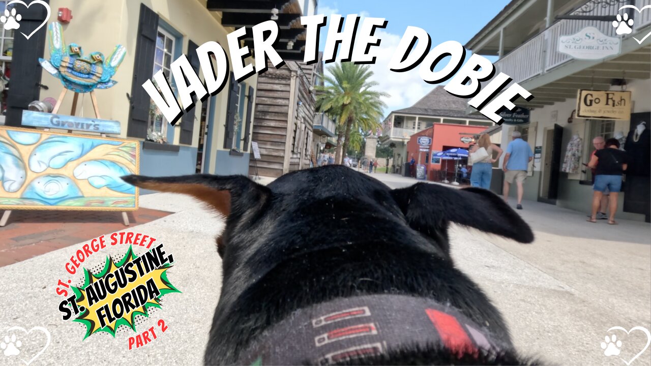 Doberman Sandwich Stroll: Vader’s Peanut Butter Adventure on St. George Street Part 2