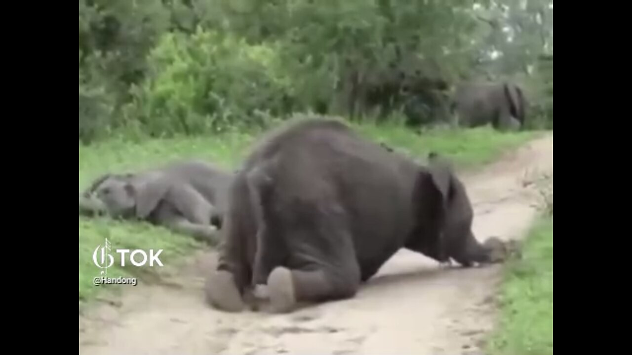 INTOXICATED HERD OF ELEPHANTS🌳🍒🐘🍈🐘🌾📸💫