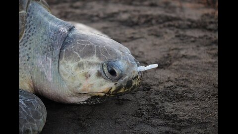 Plastic Fork Removed From A Sea Turtle's Nose!