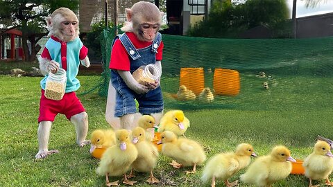 YiYi and YinYin's clever moments taking care of the ducklings