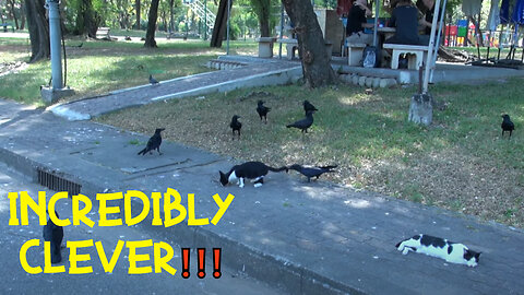SMART crows steal food from cats ❗❗❗