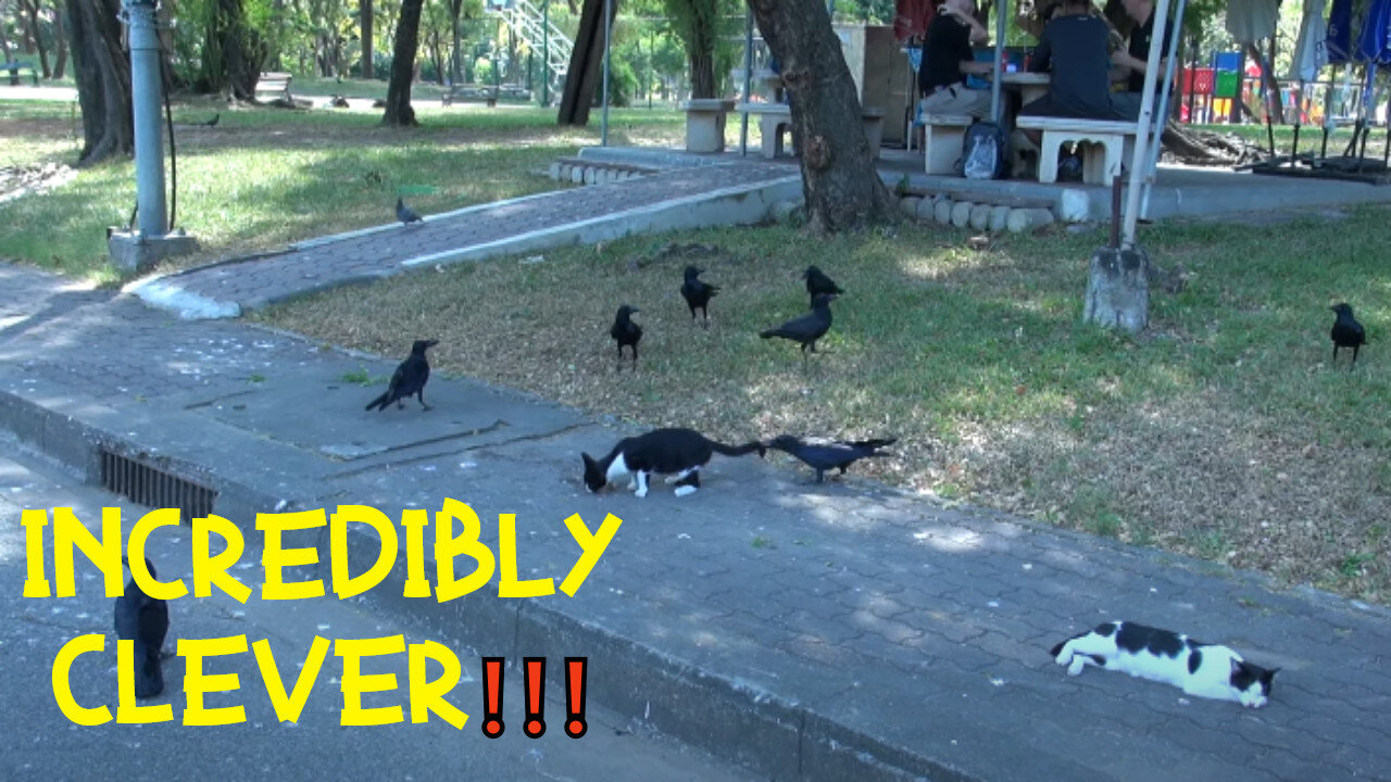 SMART crows steal food from cats ❗❗❗