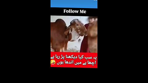 India walon ki Hal
