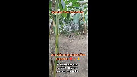 La Vida Del Campo / Life In The Countryside