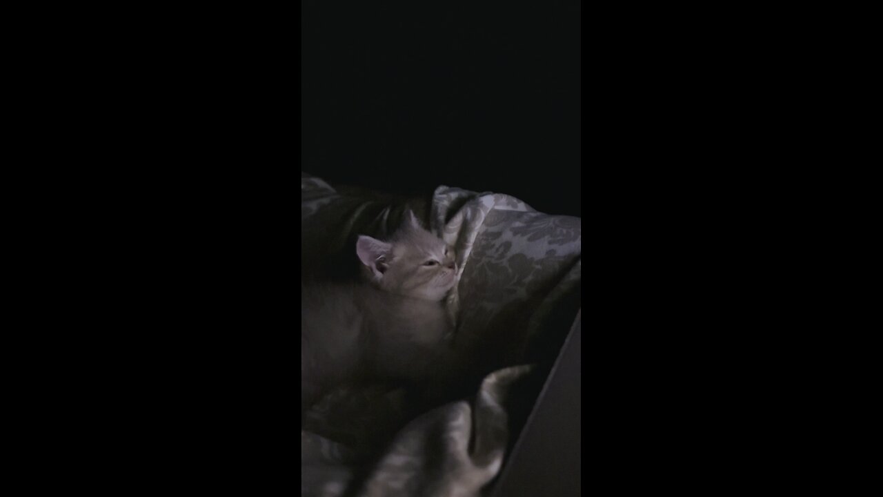“My cat falls asleep with cartoons.”
