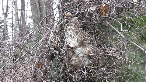 Barred Owl dies from storm damage