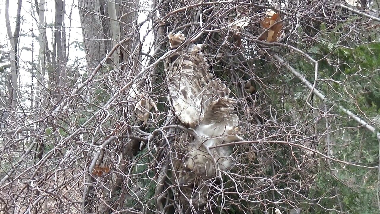 Barred Owl dies from storm damage