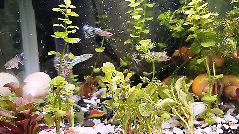 Guppy fish aquarium