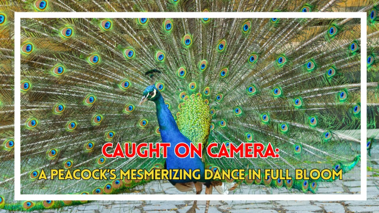 Caught on Camera: A Peacock’s Mesmerizing Dance in Full Bloom
