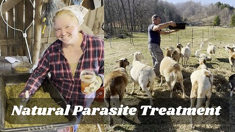 Chemical Free Herbal Parasite Treatment for Farm Animals