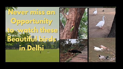 Explore nature’s wonders in the heart of the city! #Viral #Trending #DelhiBirds #Nature