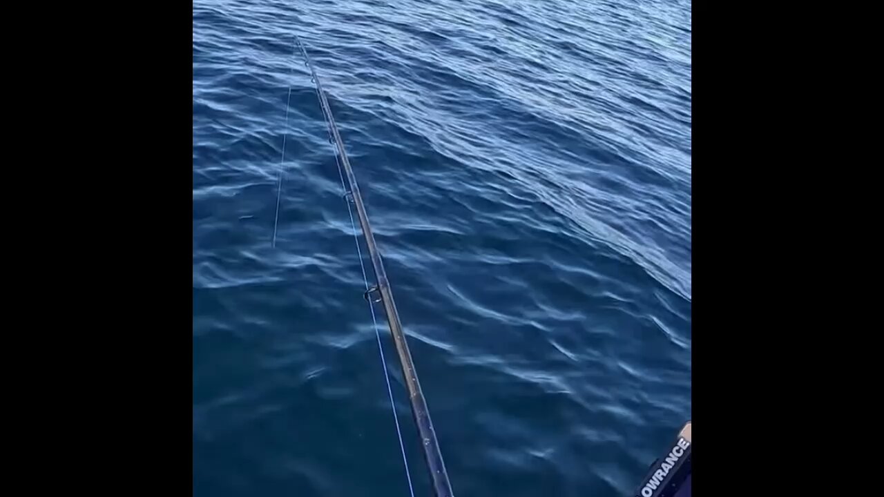 Why dolphins are a*****es.