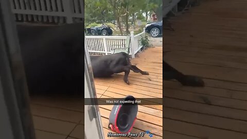 Funny animals 2024😂- Funniest Cats and Dogs Video😹🐶 #35