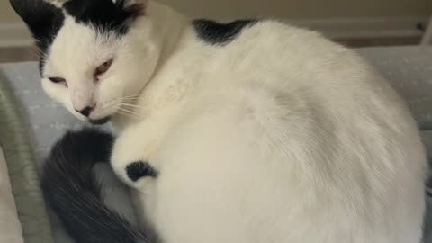 Pablo The Cat