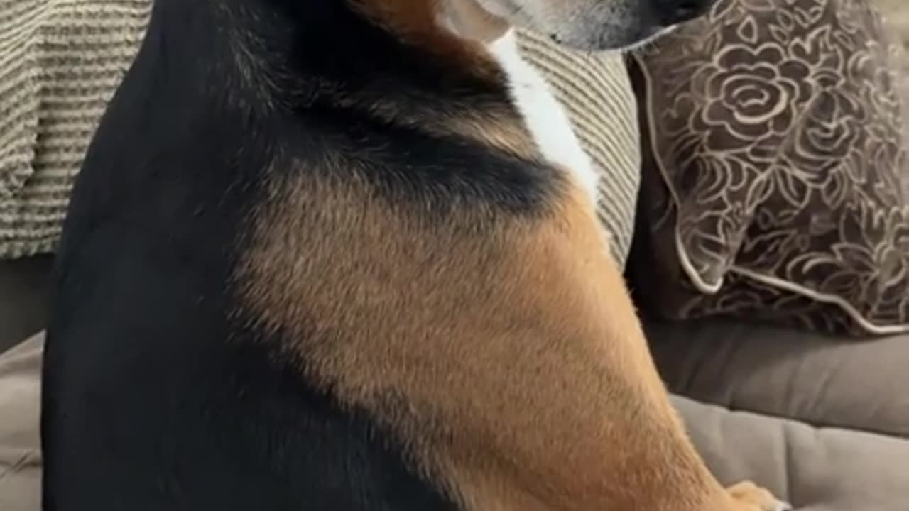 😂🤭 Wait Till You See This Awkward Dog Moment! | FunFM