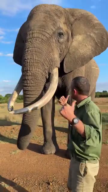 Playful Elephant Steals a Tourist’s Hat!