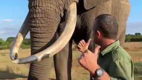 Playful Elephant Steals a Tourist’s Hat!