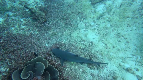White Tip Shark on cleaning station - peace moment :)