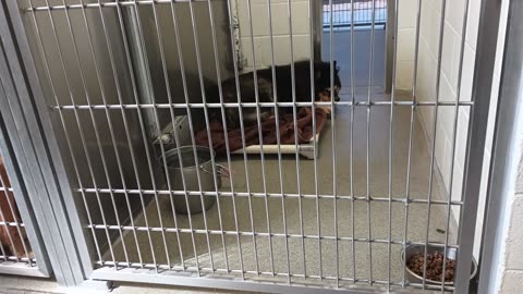 Rebel 11y A870950 harrys haven kennel 222 PACC shelter needs low-energy doggie companion20250716545