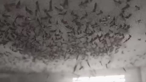 Bill Gates Financia Programa para Liberar Mosquitos Geneticamente Modificados em 11 Países