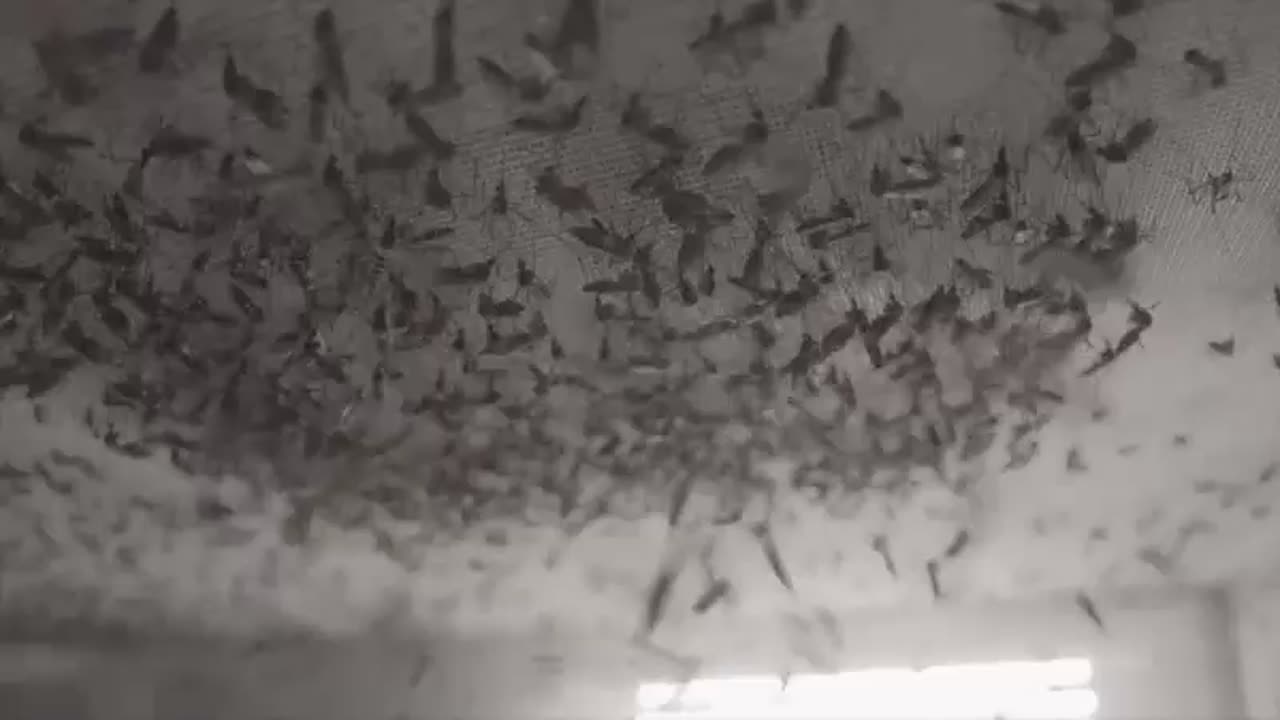 Bill Gates Financia Programa para Liberar Mosquitos Geneticamente Modificados em 11 Países