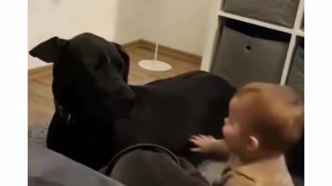 Funny babies vs dogs 🥰