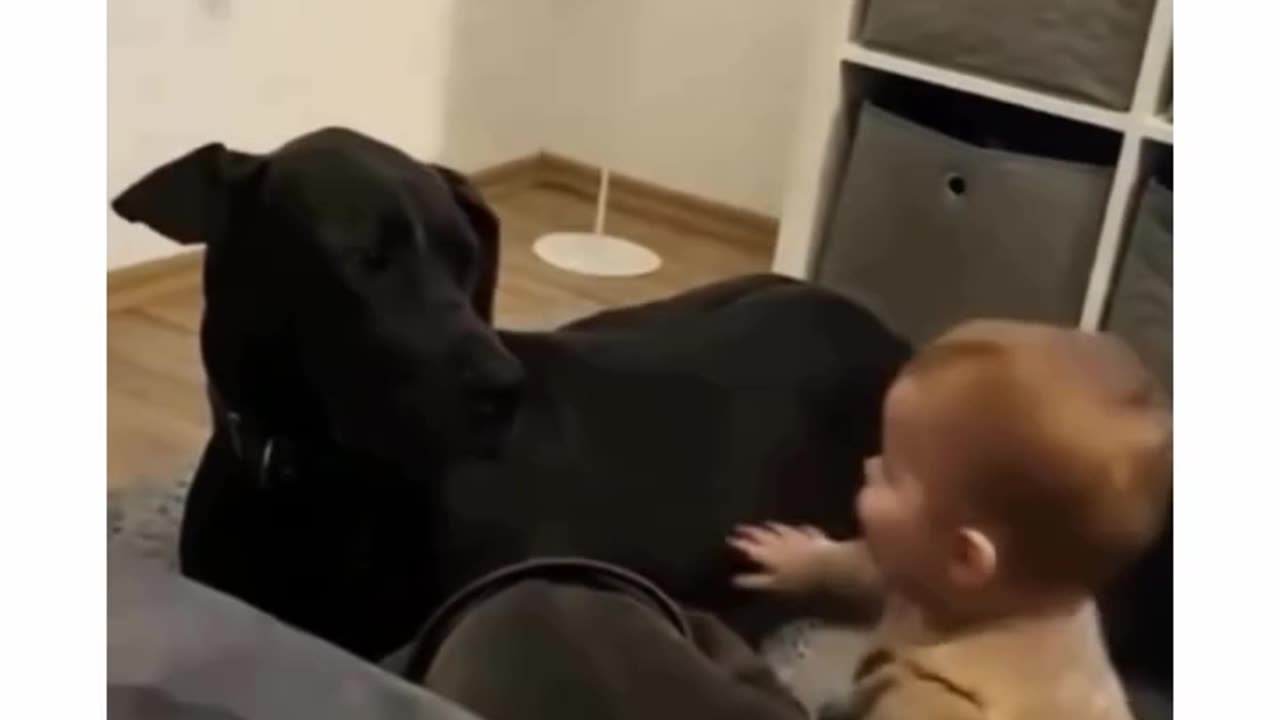 Funny babies vs dogs 🥰