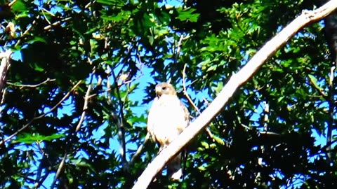 Red-shouldered hawk