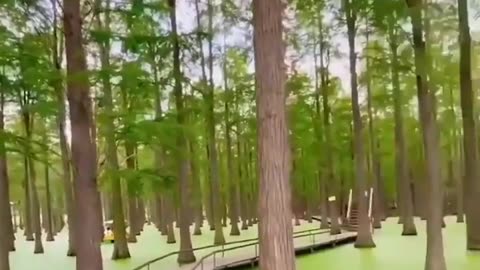 ✨🌿 Discover Huayang Lake Wetland Park! Nature's Hidden Gem | FeedMyCuriosity