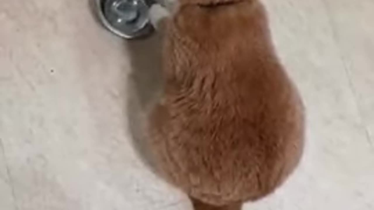 Funnest cats