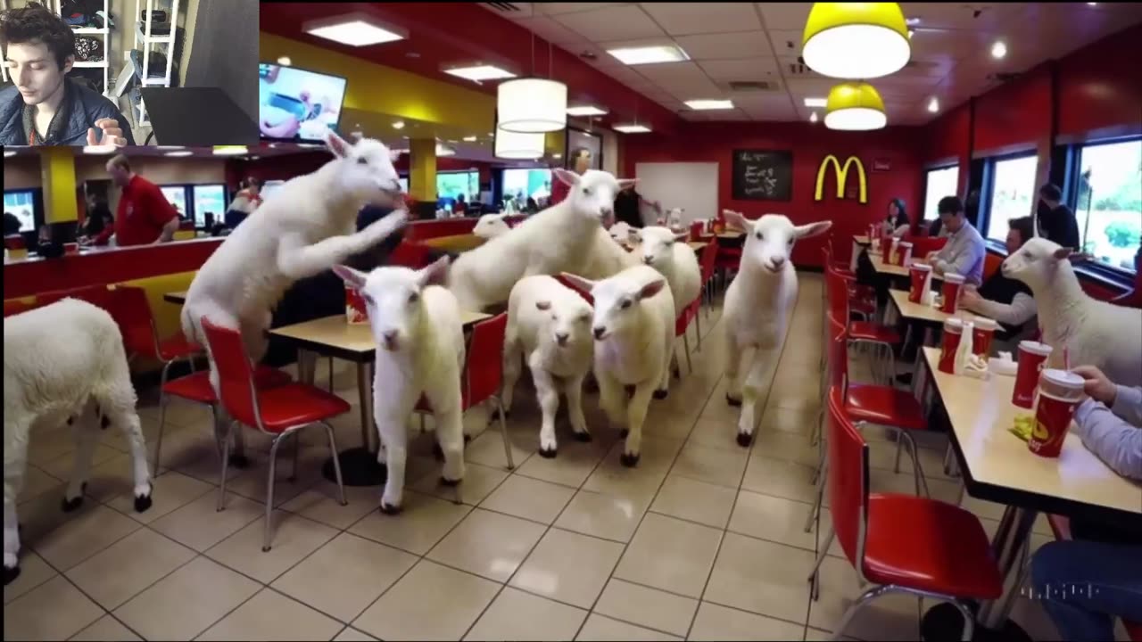 Outtake #1,131 Of The Over 5 Lambs Roam Around A McDonald's Restaurant Fake Funny Parody Video